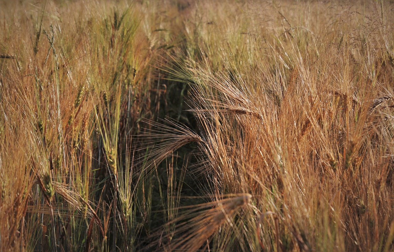 Despăgubirile de secetă au fost aprobate de Comisia Europeană. Care sunt sumele pe hectar