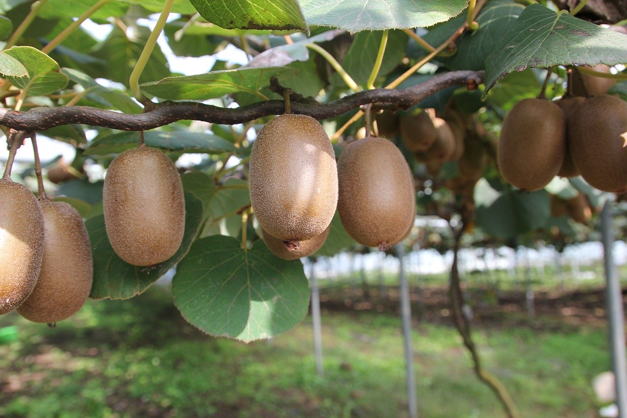 Kiwi în România. Cum să crești fructul exotic în țara noastră