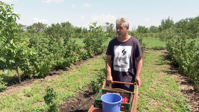 Forța de muncă în agricultură lipsește. Un fermier din Buzău e nevoit să angajeze zilieri prin Facebook, în timp ce oamenii din sat preferă să stea la birt