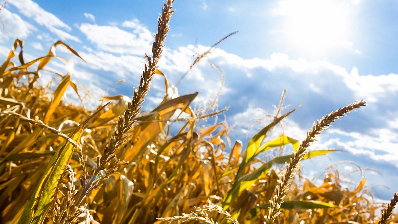 România, țara cea mai afectată de secetă din Uniunea Europeană. 30% din culturile afectate sunt de grâu