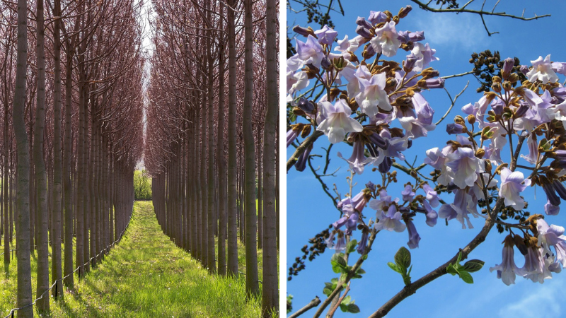 Arborele Paulownia crește 20m înălțime în doar 3 ani. De ce are nevoie plantația care poate aduce profit de mii de euro