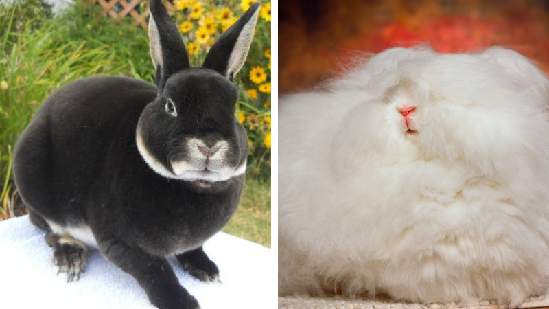 Cele mai cunoscute rase de iepuri. Clasificări în funcție de greutate, culori și forma urechilor