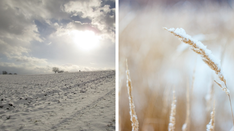 Cum protejează stratul de zăpada culturile de câmp