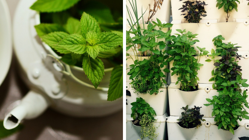 Plante aromatice pe care le poți crește în ghiveci în sezonul rece