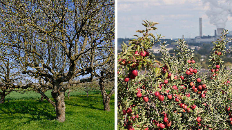 Pomicultorii bulgari împărtășesc secretul copacilor sănătoși răzuirea scoarței pomilor fructiferi în perioada toamnei