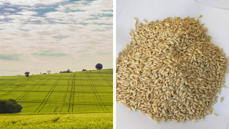 Semănarea grâului și orzului toamna în condiții de secetă - sfaturi pentru a salva recolta de anul viitor