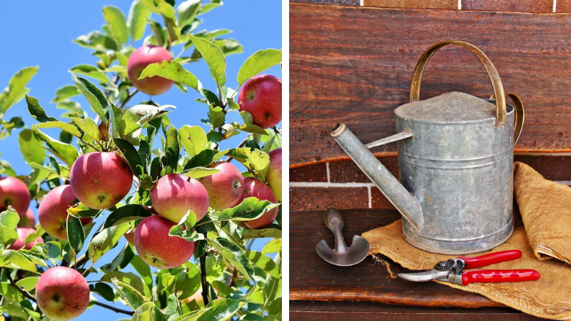 Stropirea pomilor fructiferi calendar. De ce este necesară, scheme și tratamente