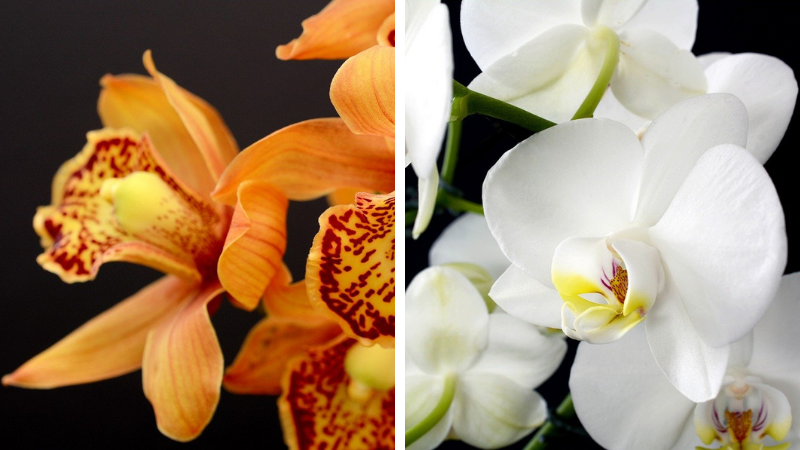 Îngrijire orhidee. Sfaturi utile pentru orhideele de apartament