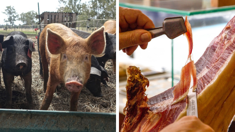 Prețul unui kilogram de carne de porc în viu. Cu cât s-a scumpit carnea de porc față de 2019