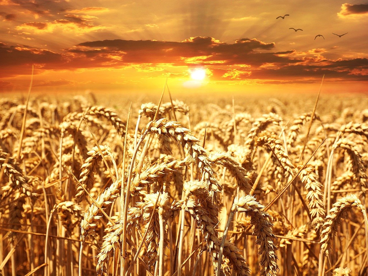 România a înregistrat o scădere în ceea ce privește producția de cereale din acest an