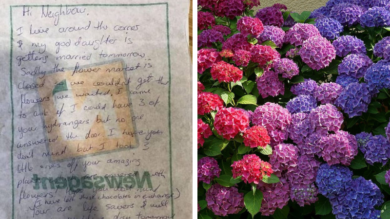 Vecina i-a rupt florile din grădină, lăsându-i un bilet. Răspunsul femeii a fost apreciat de toți internauții