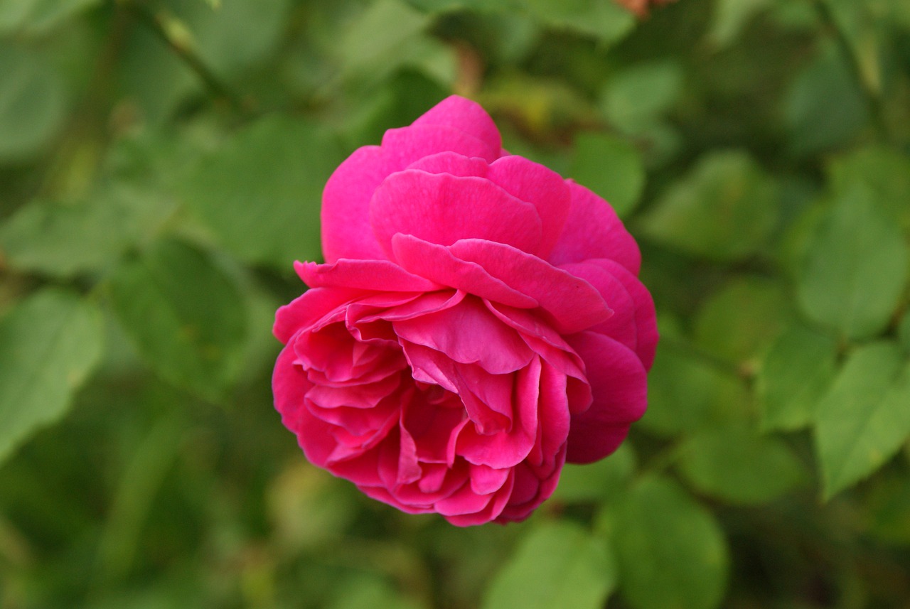 Trandafiri de dulceață - cultivare și îngrijire în România
