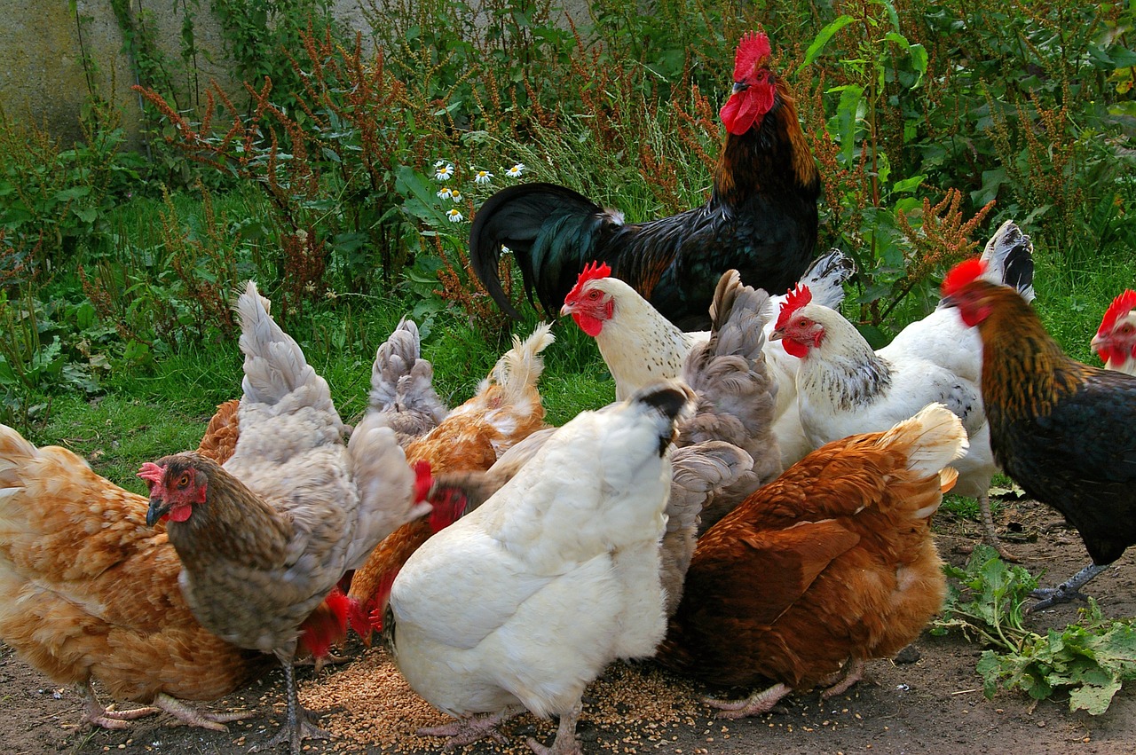 Rase de găini din România: origine, greutate și producție de ouă