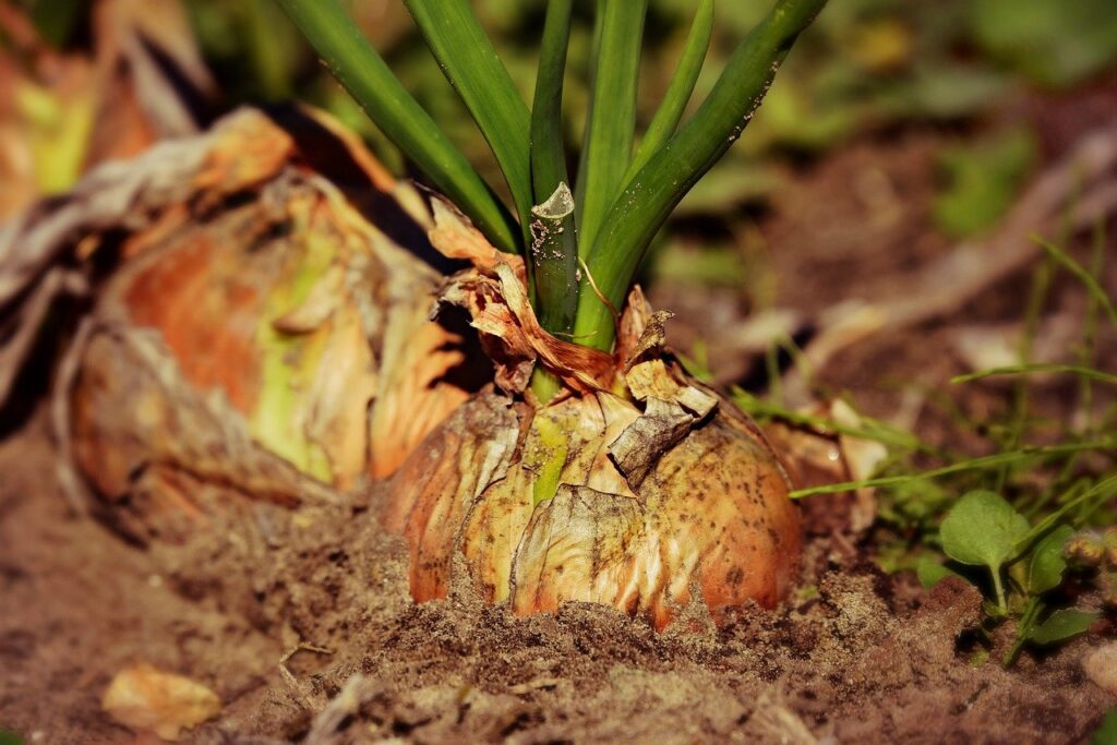 Soiurile de legume românești au ajuns pe cale de dispariție. Oamenii de știință avertizează