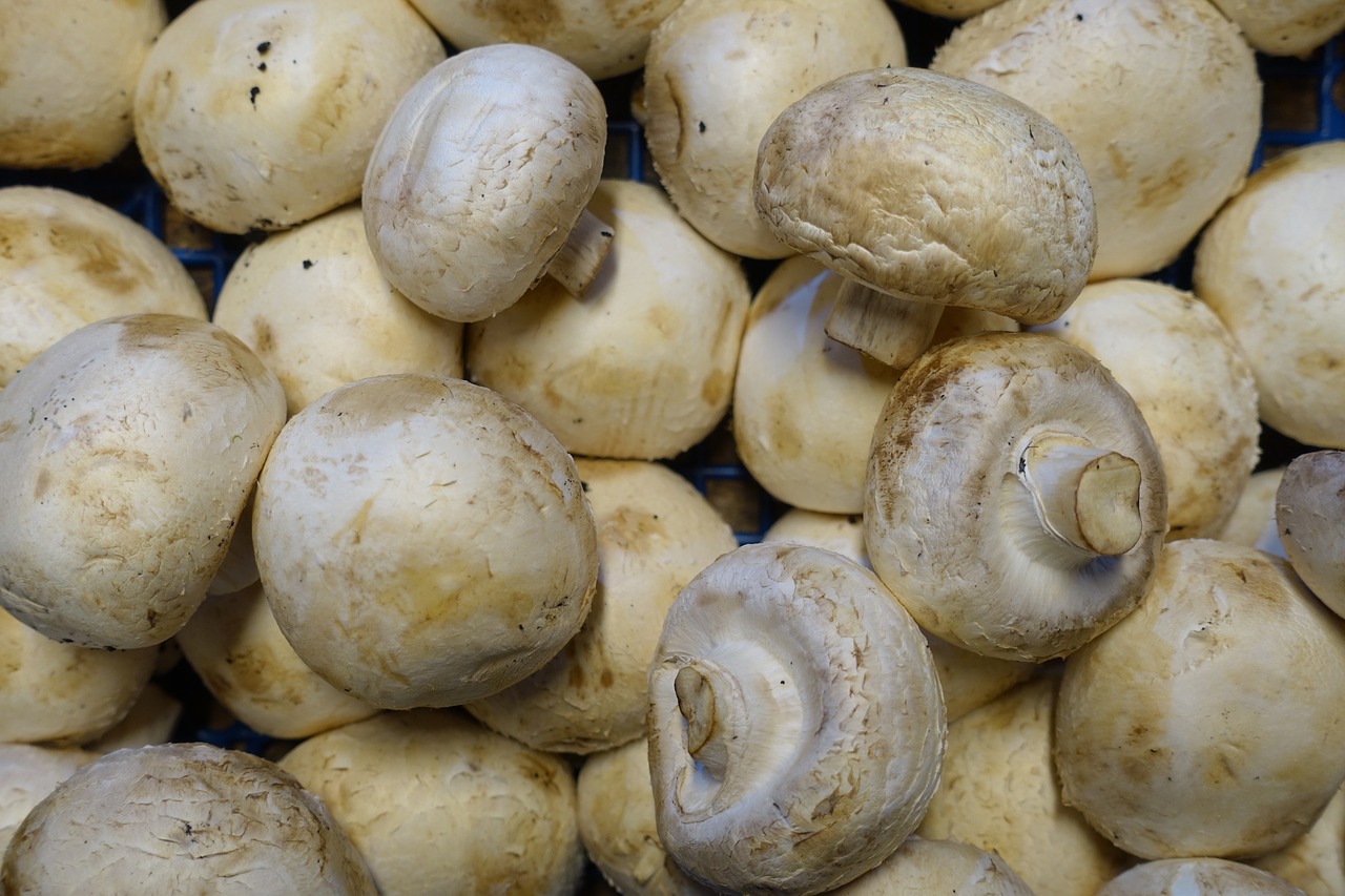 Cultivare ciuperci Champignon. Factori și sisteme tehnologice importante