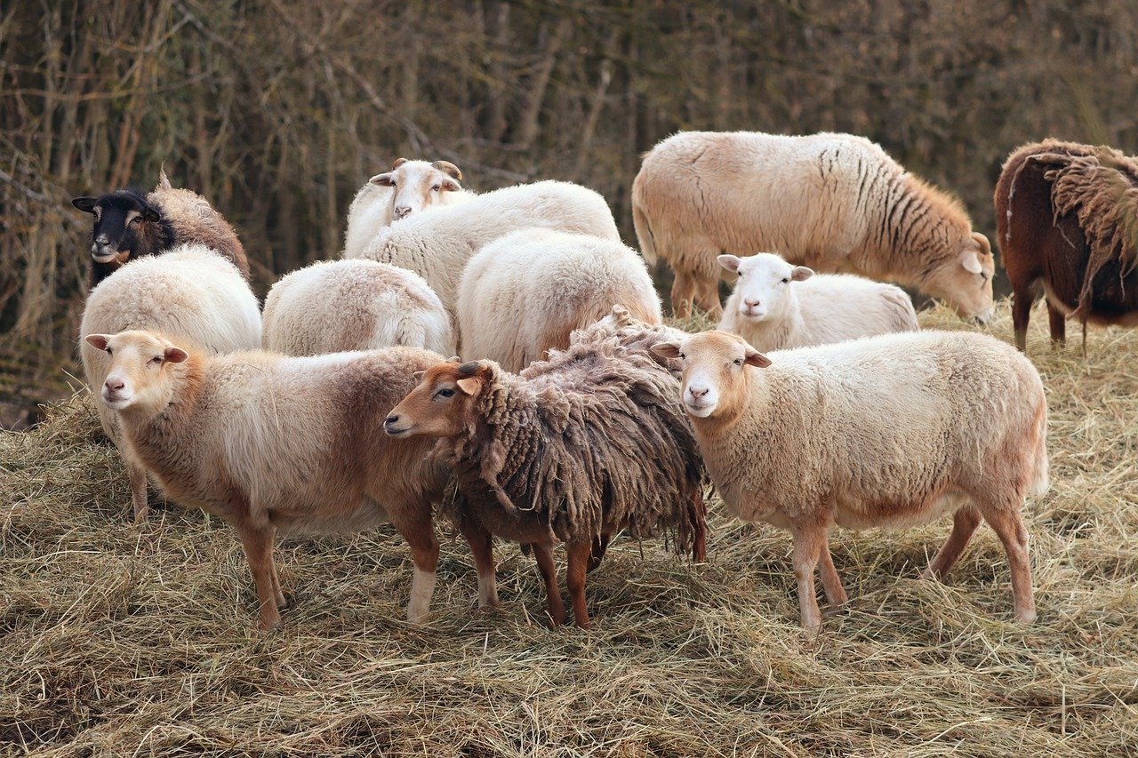 Subvenții APIA 2021 pentru ovine și caprine. Condiții necesare pentru primirea sprijinului cuplat