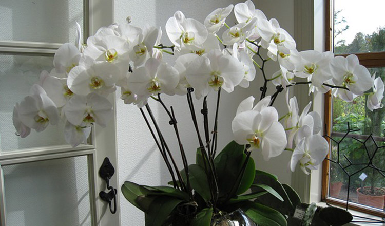 Cum să crești orhidee fericite cu o pastilă. Truc de la florăreasă