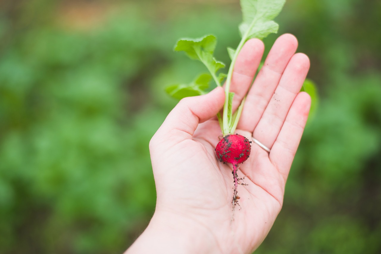 Cum să crești legume – legume de cultivat pentru începători