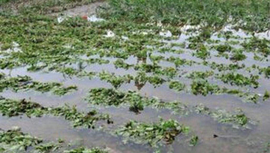 Culturile de porumb și grâu din sudul țării sunt inundate