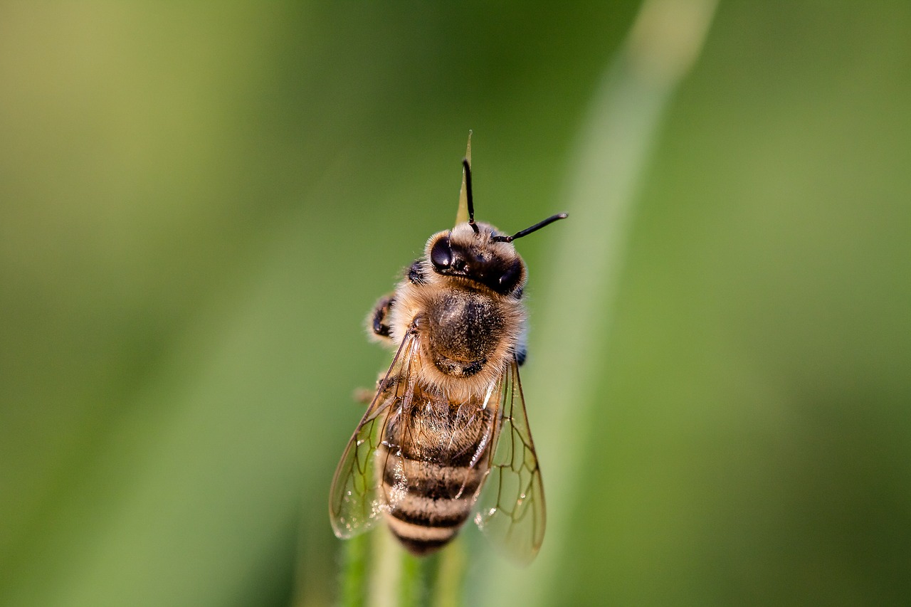 Importanța albinelor pentru oameni, pentru planetă și pentru aprovizionarea cu alimente