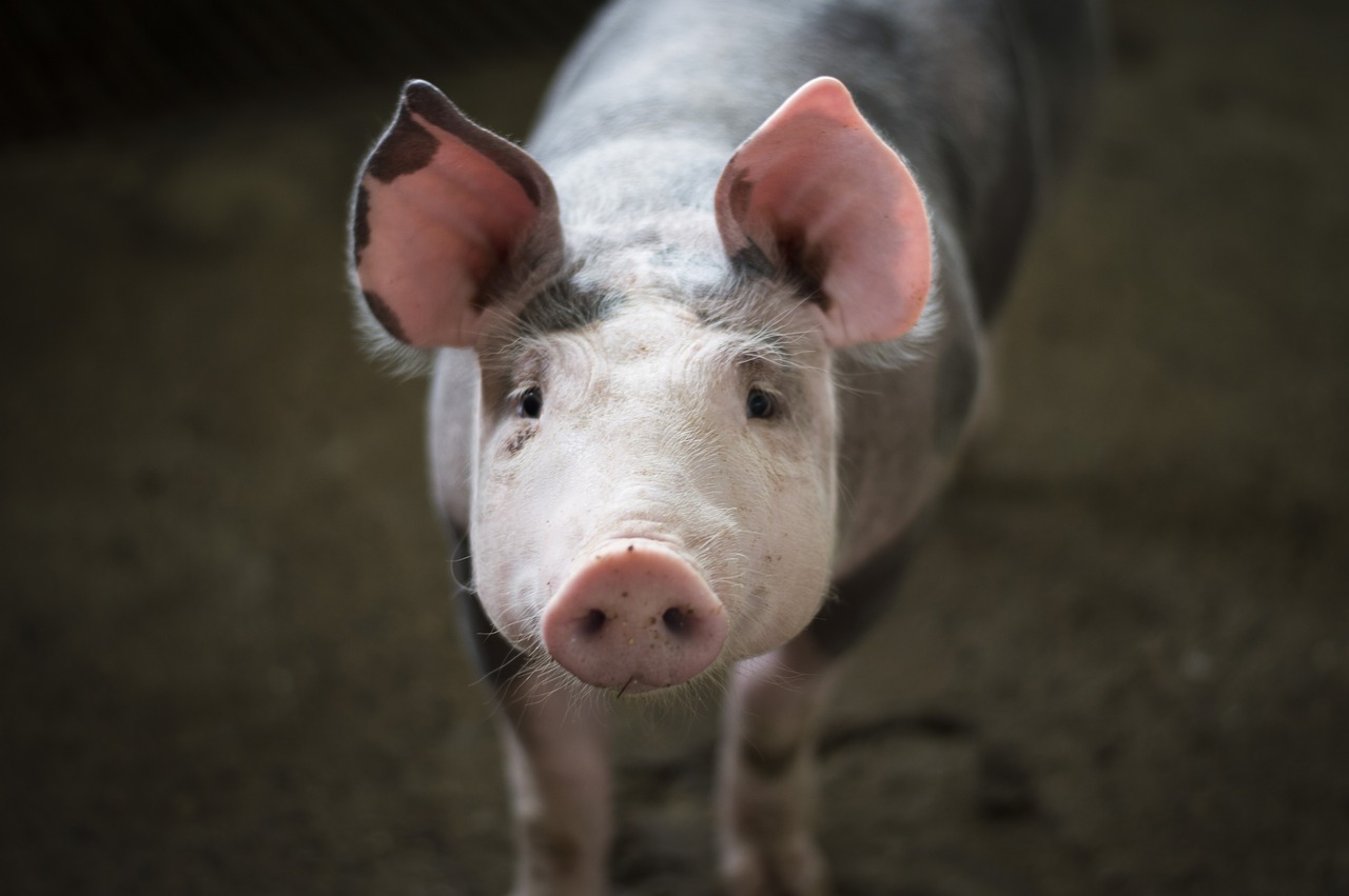 Carnea de porc va avea un preț mai mare cu 25% în Europa în următorii ani. Motivul creșterii, explicat de președintele ASAS