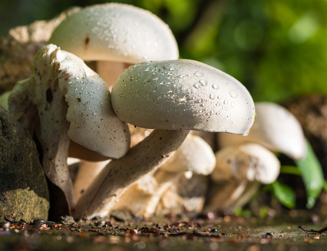 Cum se cultivă ciupercile în gospodăria proprie. Crește ciuperci acasă