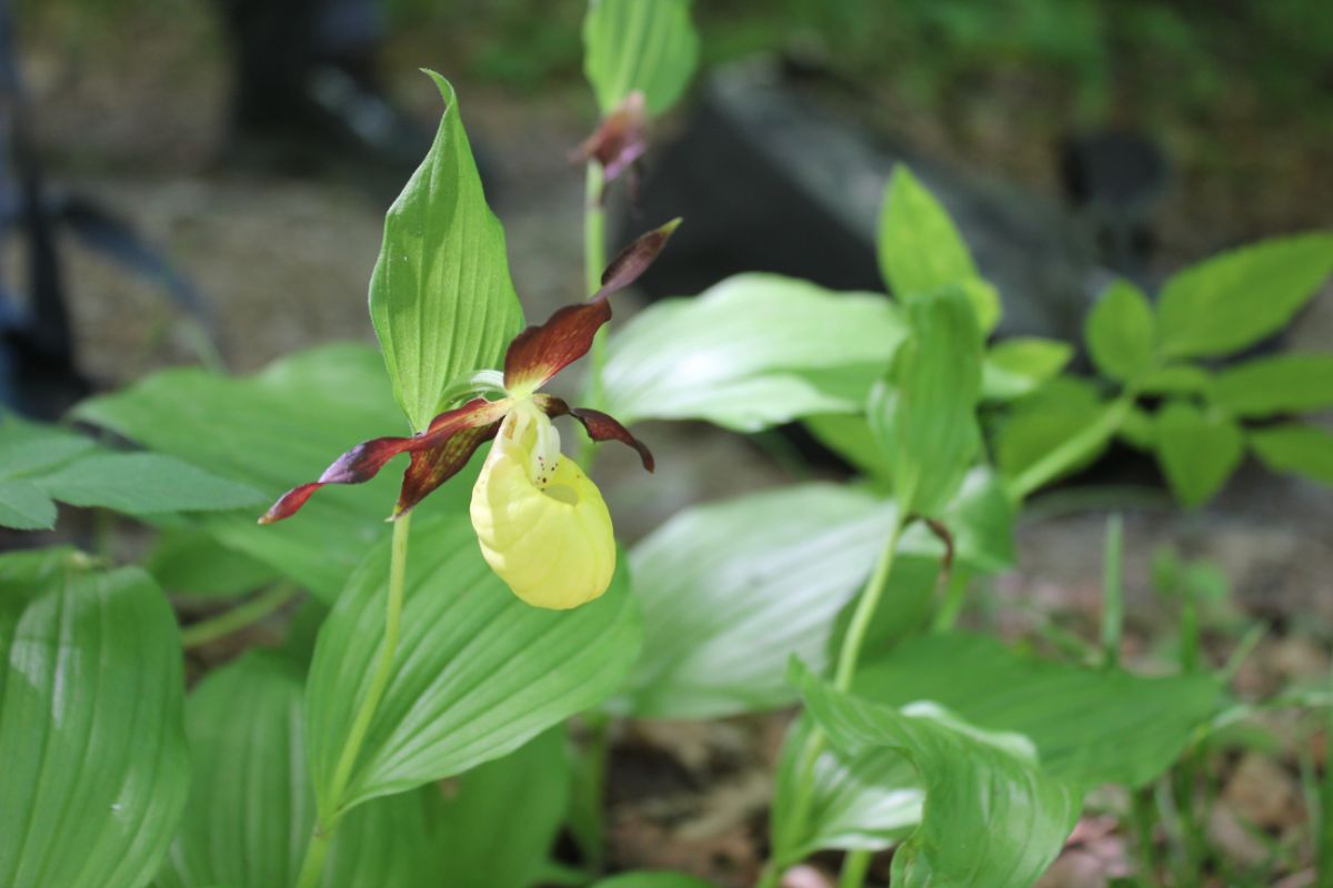 O orhidee rară și protejată prin lege a înflorit în Parcul Natural Putna Vrancea. Cum arată floarea