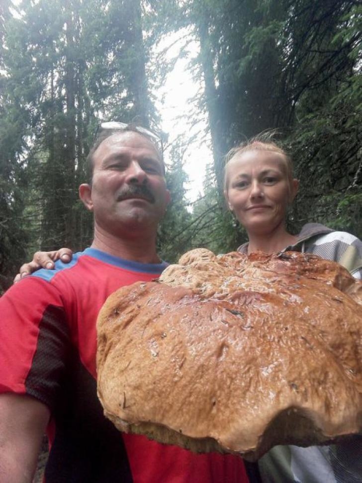 O ciupercă enormă a fost găsită de un bărbat pe Transalpina. Cât cântărea ciuperca gigant