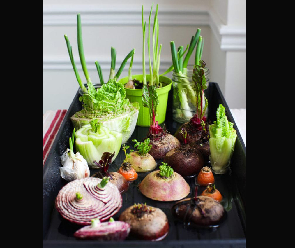 Cum poți crește legume și ierburi aromatice folosind resturile de la bucătărie