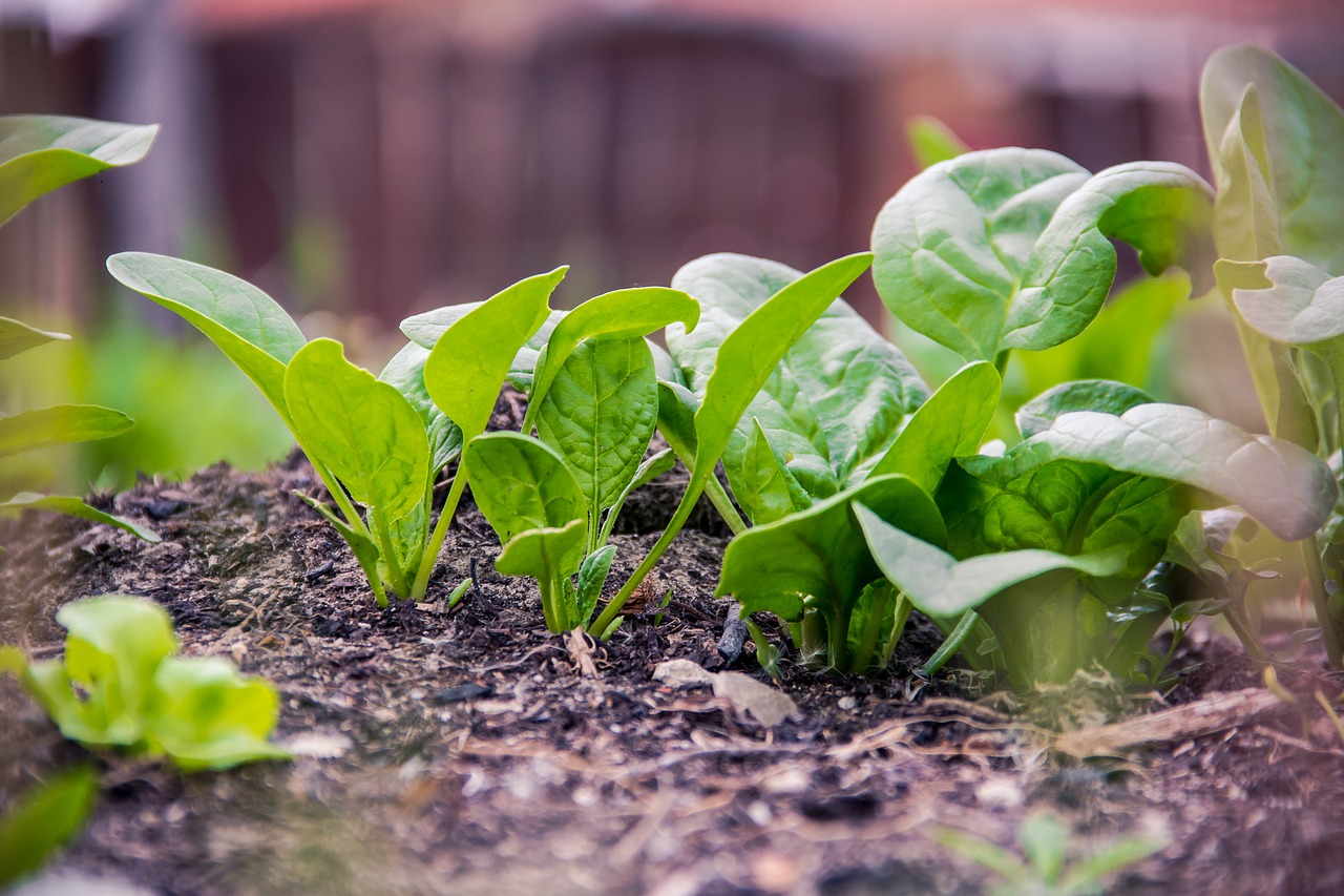 Cum se cultivă spanacul - factori de mediu, îngrijire și recoltare