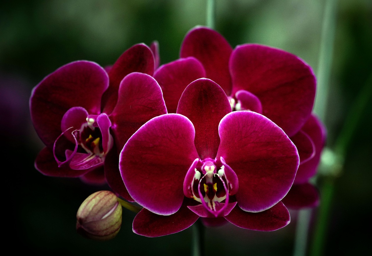 Salvează orhideele uscate! Cum poți readuce la viață o orhidee ofilită complet