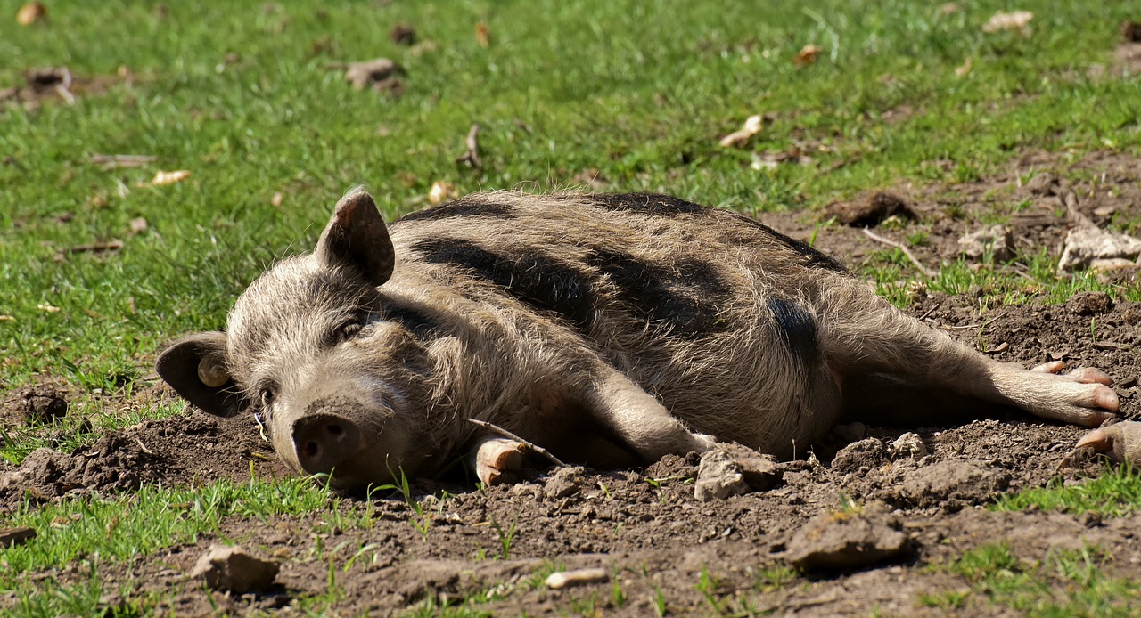 Cum arată un porc bolnav de pestă porcină. Primul lucru pe care trebuie să îl facă fermierul