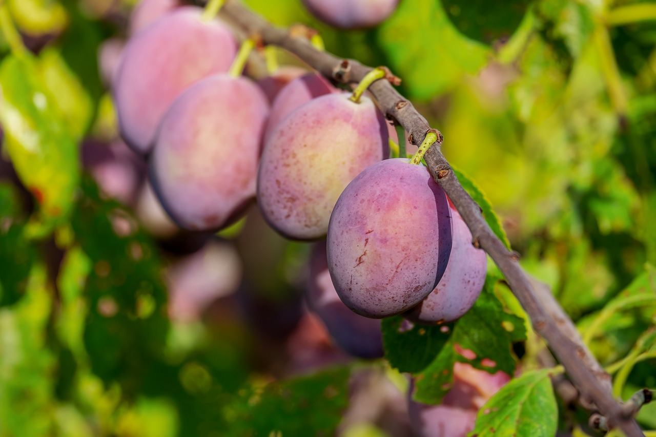 Soiuri de prune românești: caracteristici, vigoare pom, perioada de recoltare