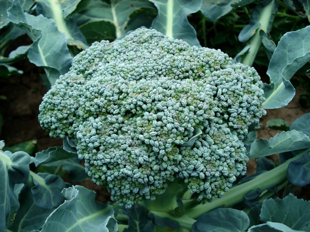 Broccoli rezistă și iarna. Ce să faci pentru o recoltă bogată
