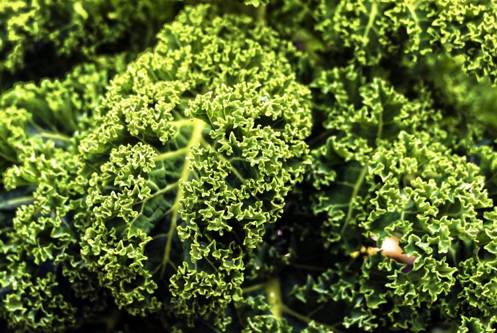 Ce este varza Kale. Cum se cultivă și cum se folosește