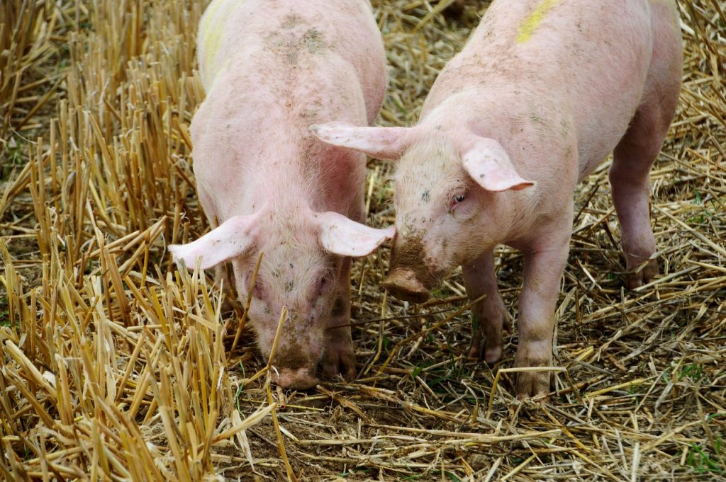 Porcii vânduți de români, un pericol pentru răspândirea pestei porcine. ANSVSA propune o nouă lege