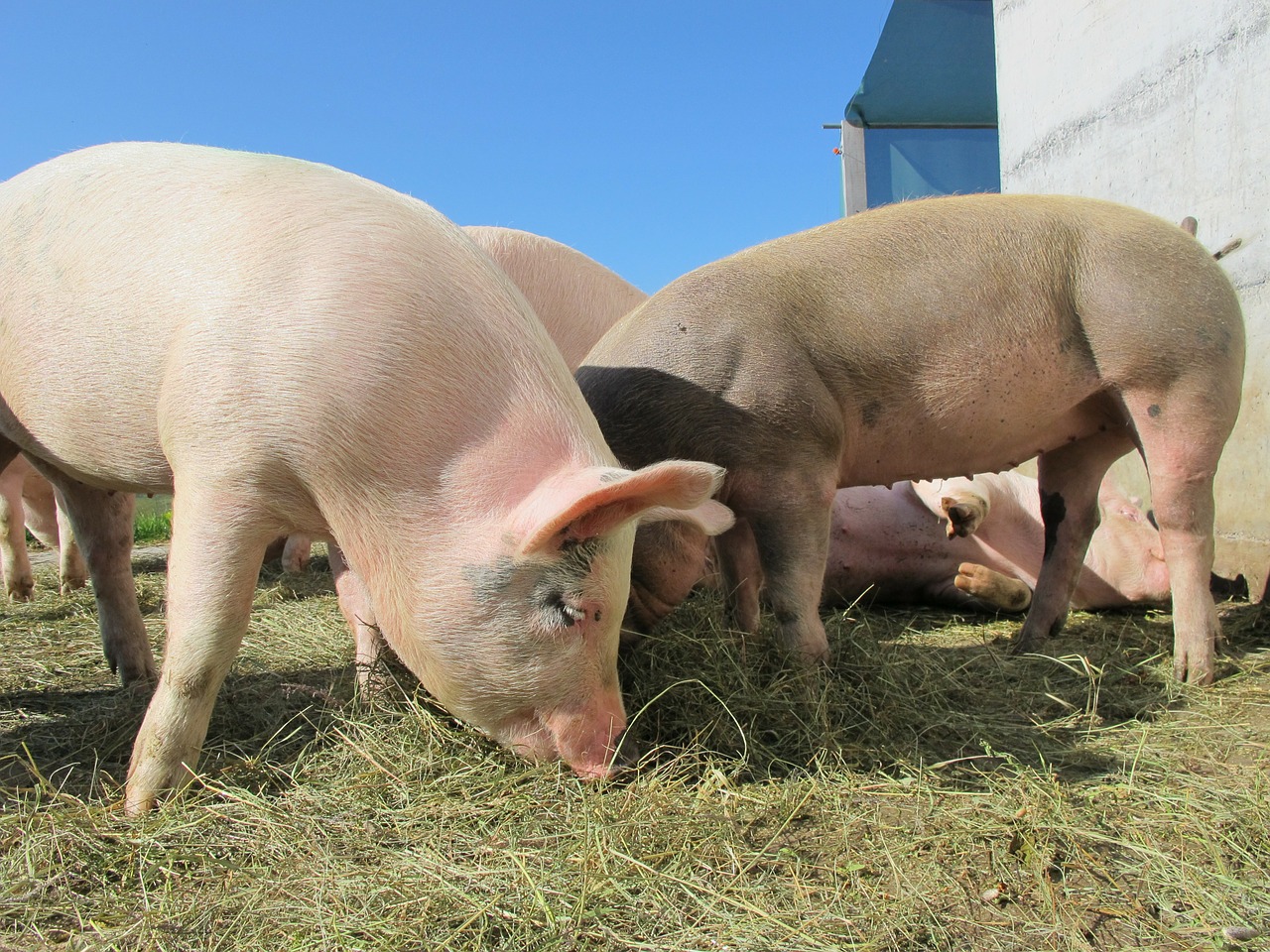 Pesta porcină face ravagii în România: 600 de focare active și peste jumătate de milion de animale sacrificate