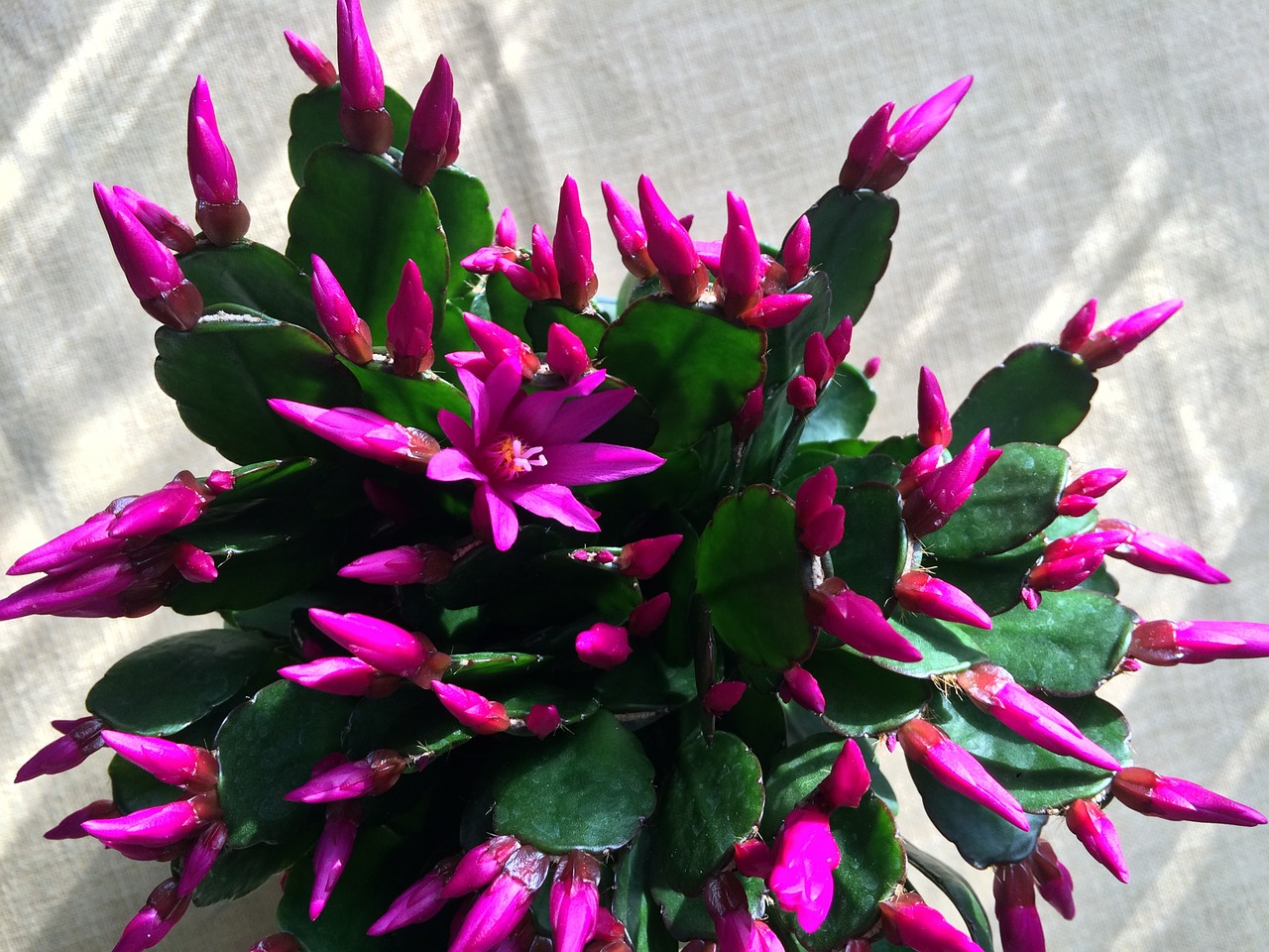 Cum se îngrijește Cactusul de Crăciun, planta care înflorește în preajma sărbătorilor de iarnă