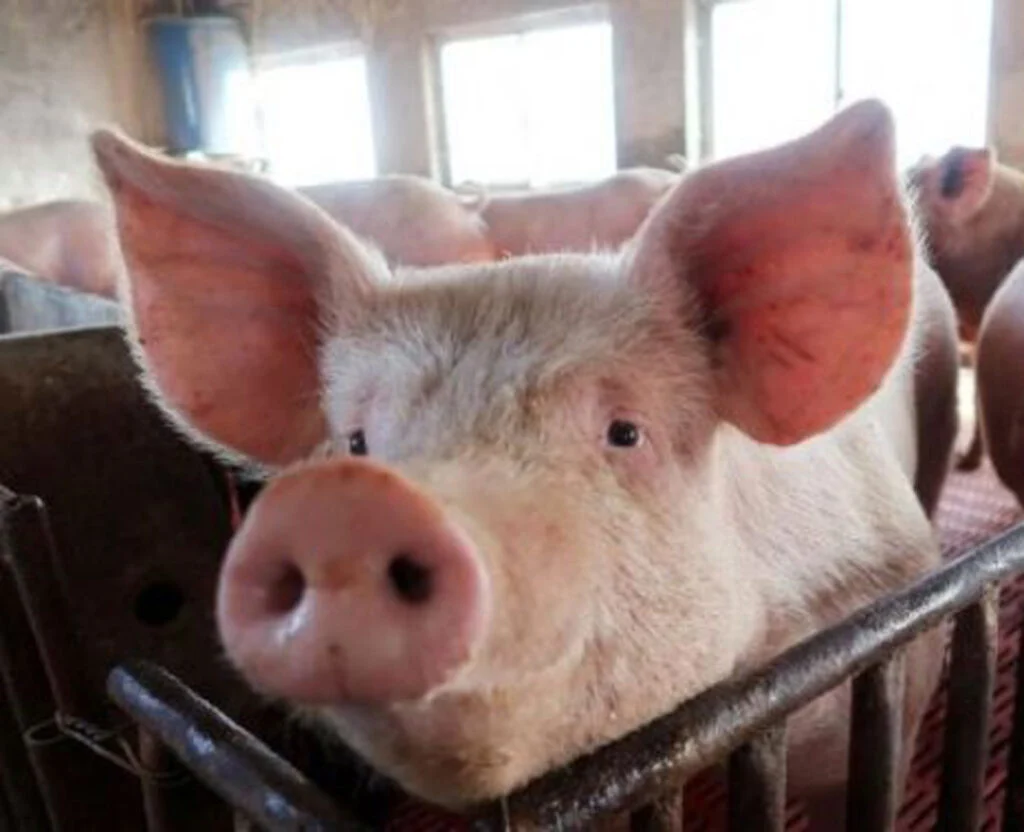 Legea porcului 2021. Anunț năucitor pentru crescătorii de porci, chiar înainte de Crăciun. Legea este clară și impune amenzi colosale