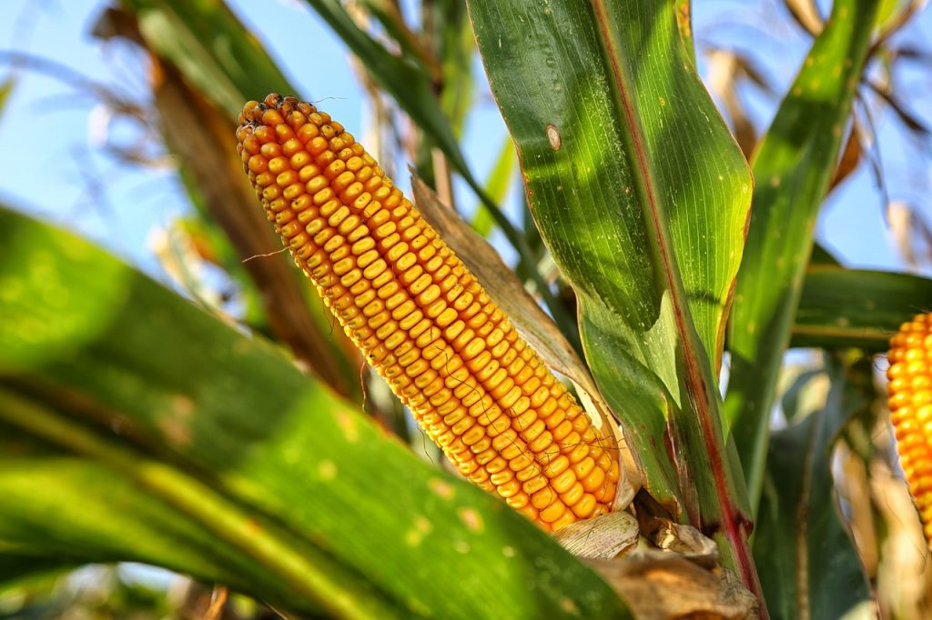 Bursa Cerealelor: Preț porumb și grâu 2021. Ce se preconizează pentru 2022