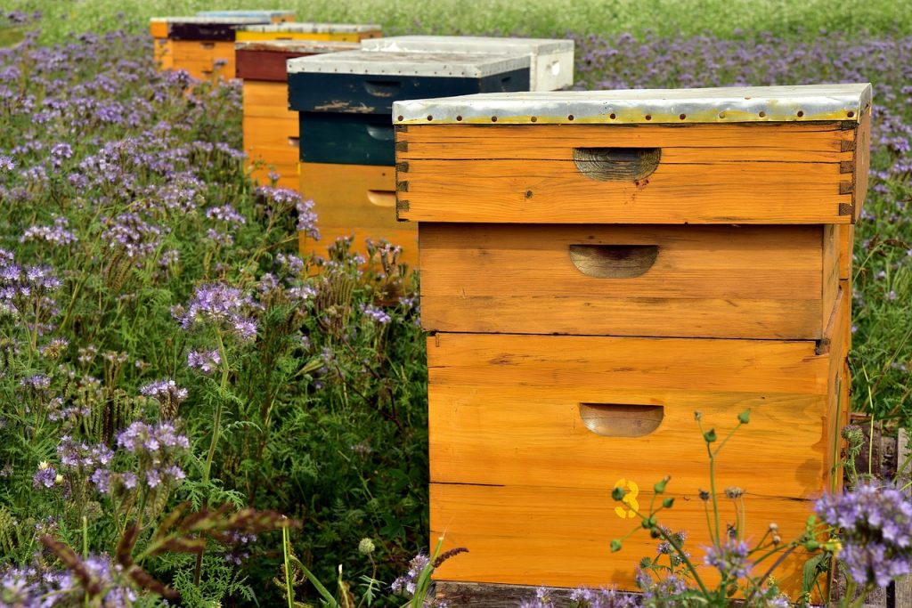 Subvenții APIA pentru apicultură. Care este cuantumul ajutorului pe familia de albine