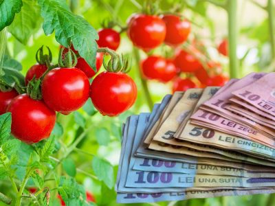 Programul Tomata 2022. Noi reguli pentru agricultorii români