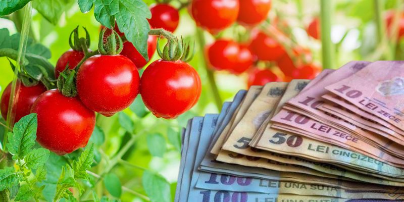 Programul Tomata 2022. Noi reguli pentru agricultorii români