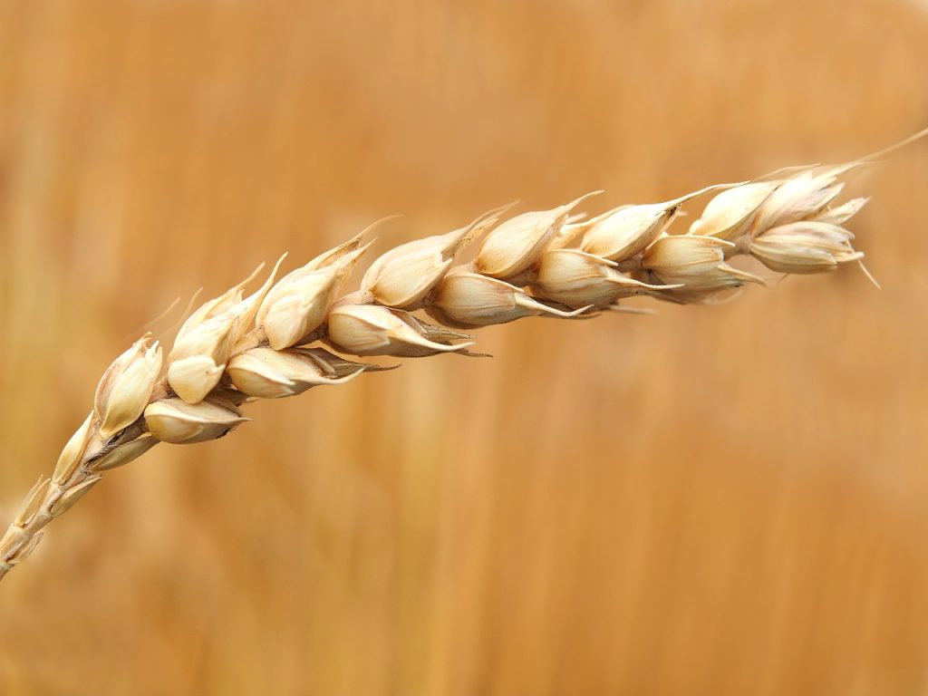 Conflictele internaționale afectează piața cerealelor. Cu cât a crescut prețul grâului în ultima perioadă