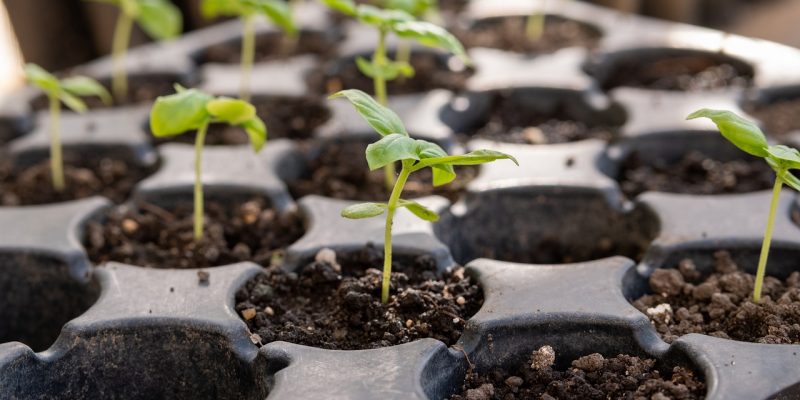 Tratarea semințelor pentru germinare. Pregătirea și îngrijirea corectă pentru îmbunătățirea performanței plantelor