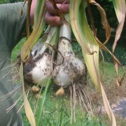 Surpriza unei familii care a plantat usturoi în grădină: "Se face din ce în ce mai mare"
