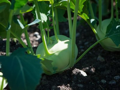 Tehnologia de cultivare a guliilor - plantare, îngrijire, beneficii pentru organism