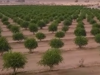 Tranformarea deșertului din Arabia Saudită în ferme imense. Cum au reușit agricultorii să producă cereale și legume pe un teren nearabil