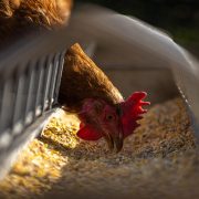 Focare confirmate de gripă aviară în Ialomița. Ce sfătuiește ANSVSA