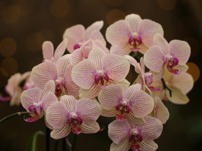 VIDEO. Cum se întrețin orhideele cu ajutorul uleiului de ricin